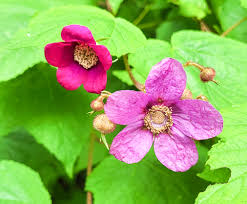 Attēlu rezultāti vaicājumam “Armeria vulgaris bud”