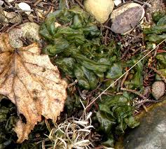 Attēlu rezultāti vaicājumam “Nostoc commune”