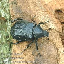 Attēlu rezultāti vaicājumam “Gnorimus variabilis”