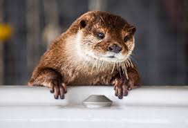 Image result for Worthing Otters