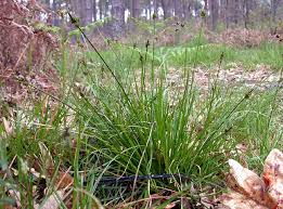 Attēlu rezultāti vaicājumam “Carex pilulifera”