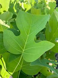 Attēlu rezultāti vaicājumam “Liriodendron tulipifera leaf”