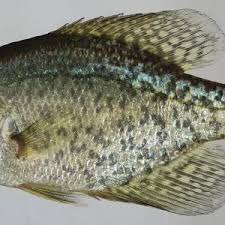 Image result for Pomoxis nigromaculatus