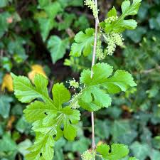 Attēlu rezultāti vaicājumam “Morus alba leaf”