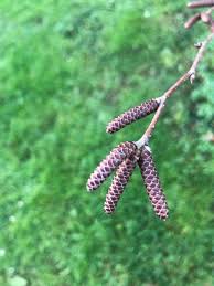 Attēlu rezultāti vaicājumam “Betula alleghaniensis”