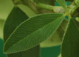 Attēlu rezultāti vaicājumam “Trifolium medium leaf”