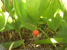 Attēlu rezultāti vaicājumam “Convallaria majalis fruit”