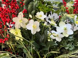 Attēlu rezultāti vaicājumam “Helleborus niger flower”