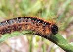 Caterpillars at Chain O' Lakes Park, Illinois