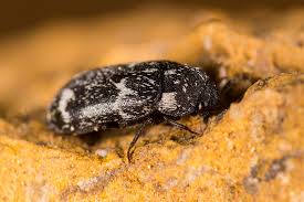 Attēlu rezultāti vaicājumam “Megatoma undata”