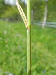 Attēlu rezultāti vaicājumam “Helictotrichon pratense leaf”