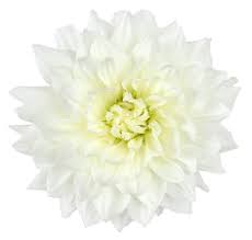 Image result for Dahlia hybrid.