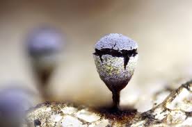 Attēlu rezultāti vaicājumam “Craterium leucocephalum”