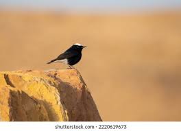 Image result for Oenanthe leucopyga