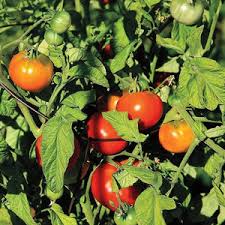 Afbeeldingsresultaat voor CDB tomato