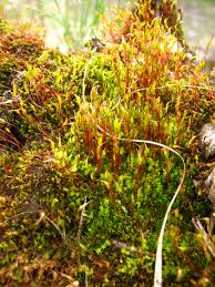 Attēlu rezultāti vaicājumam “Ceratodon purpureus”