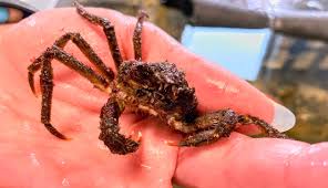 Image result for Hyas coarctatus