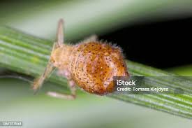 Attēlu rezultāti vaicājumam “Schizolachnus pineti”