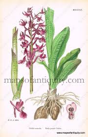 Attēlu rezultāti vaicājumam “Orchis mascula flower”