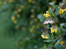 Attēlu rezultāti vaicājumam “Pareulype berberata”