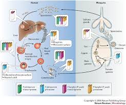 Attēlu rezultāti vaicājumam “Diderma ochraceum plasmodium”