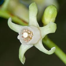 Attēlu rezultāti vaicājumam “Didymium xanthopus”