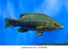 Image result for Labrus bergylta