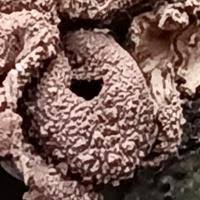 Attēlu rezultāti vaicājumam “Encoelia furfuracea”