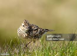 Attēlu rezultāti vaicājumam “Alauda arvensis adult”