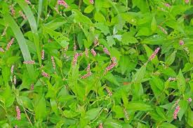 Attēlu rezultāti vaicājumam “Persicaria maculosa leaf”