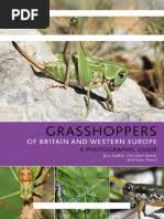 Attēlu rezultāti vaicājumam “Blepharidopterus angulatus imago”