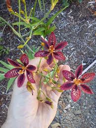 Image result for Pardancanda norrisii