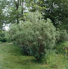 Attēlu rezultāti vaicājumam “Salix repens subsp. rosmarinifolia”