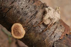 Attēlu rezultāti vaicājumam “Torrubiella arachnophila”