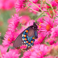 Attēlu rezultāti vaicājumam “Symphyotrichum novae-angliae flower”