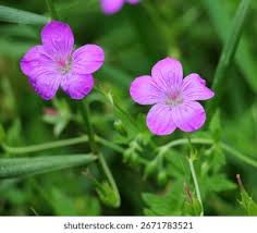 Attēlu rezultāti vaicājumam “Geranium palustre leaf”