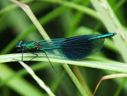 Attēlu rezultāti vaicājumam “Calopteryx splendens”