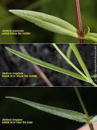 Attēlu rezultāti vaicājumam “Stellaria longifolia flower”