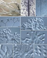 Attēlu rezultāti vaicājumam “Xylaria”