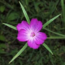 Image result for Agrostemma githago