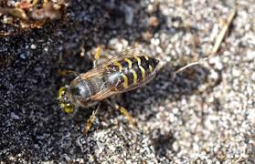 Attēlu rezultāti vaicājumam “Bembix rostrata”