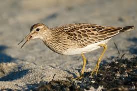 Image result for Calidris melanotos