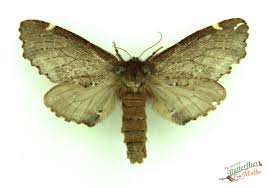 Attēlu rezultāti vaicājumam “Odontosia carmelita”