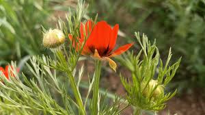 Image result for Adonis aestivalis