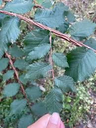 Attēlu rezultāti vaicājumam “Ulmus minor”