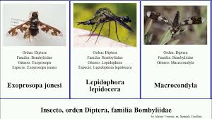 Attēlu rezultāti vaicājumam “Exoprosopa capucina”