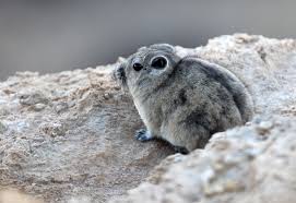 Attēlu rezultāti vaicājumam “Rodentia”