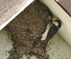 Attēlu rezultāti vaicājumam “Delichon urbicum nest”