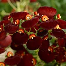 Image result for Calceolaria