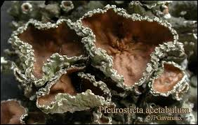 Attēlu rezultāti vaicājumam “Pleurosticta acetabulum”